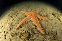 Sea star (Astropecten aranciacus) Puolo Bay, Punta Campanella Marine Protected Area, Costa Amalfitana, Italy, Tyrrhenian Sea, Mediterranean.
