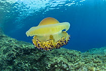 Mediterranean jelly or fried egg jellyfish (Cotylorhiza tubercolata) Massa Lubrense, Punta Campanella Marine Protected Area, Costa Amalfitana, Italy, Tyrrhenian Sea, Mediterranean.