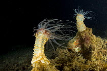 Alicia sea anemones (Alicia mirabilis) Massa Lubrense, Puolo Bay, Punta Campanella Marine Protected Area, Costa Amalfitan, Italy, Tyrrhenian Sea, Mediterranean.