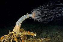 Alicia sea anemone (Alicia mirabilis) Puolo Bay, Punta Campanella Marine Protected Area, Costa Amalfitana, Italy, Tyrrhenian Sea, Mediterranean.