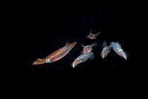 Squid (Loligo vulgaris) Puolo Bay, Punta Campanella Marine Protected Area, Costa Amalfitana, Italy, Tyrrhenian Sea, Mediterranean.