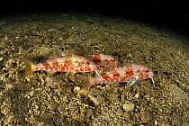 Striped red mullet (Mullus surmuletus) Puolo Bay, Marine Protected Area, Punta Campanella, Massa Lubrense, Penisola Sorrentina, Costa Amalfitana, Italy, Tyrrhenian Sea, Mediterranean.