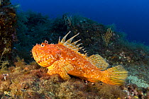 Great rockfish (Scorpaena scrofa) Vervece Rock, Punta Campanella Marine Protected Area, Costa Amalfitana, Italy, Tyrrhenian Sea, Mediterranean.