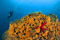 Scuba diver and rock covered with Coral (Parazoanthus axinellae) Punta Campanella Marine Protected Area, Costa Amalfitana, Italy, Tyrrhenian Sea, Mediterranean.
