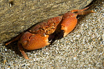 Round crab (Euryozius sp.), Punta Campanella Marine Protected Area, Costa Amalfitana, Italy, Tyrrhenian Sea, Mediterranean.