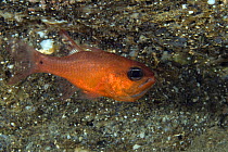 Cardinal fish (Apogon imberbis) Punta Campanella Marine Protected Area, Costa Amalfitana, Italy, Tyrrhenian Sea, Mediterranean.
