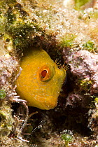 Blenny (Parablennius zvonimiri) Vervece Rock, Punta Campanella Marine Protected Area, Costa Amalfitana, Italy, Tyrrhenian Sea, Mediterranean.