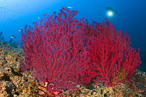 Scuba diver with red gorgonian (Paramuricea clavata) Punta Campanella Marine Protected Area, Costa Amalfitana, Italy, Tyrrhenian Sea, Mediterranean.