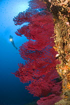 Scuba diver with Red gorgonian (Paramuricea clavata) Punta Campanella Marine Protected Area, Costa Amalfitana, Italy, Tyrrhenian Sea, Mediterranean.
