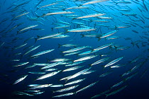 Shoal of Barracuda (Sphyraena sphyraena) Vervece Rock, Punta Campanella Marine Protected Area, Costa Amalfitana, Italy, Tyrrhenian Sea, Mediterranean.