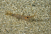 Shrimp (Palaemon serratus) Punta Campanella Marine Protected Area, Costa Amalfitana, Italy, Tyrrhenian Sea, Mediterranean.