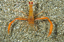 Mediterranean boxer shrimp (Stenopus spinosus) Mitigliano Cave, Punta Campanella Marine Protected Area, Costa Amalfitana, Italy, Tyrrhenian Sea, Mediterranean.
