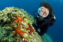 Scuba diver and Red sea stars (Hacelia attenuata) and Mediterranean red sea star (Echinaster sepositus) Punta Campanella Marine Protected Area, Costa Amalfitana, Italy, Tyrrhenian Sea, Mediterranean.