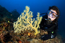 Scuba diver with Mediterranean Black coral (Gerardia savaglia / Savalia savaglia ) Vervece Rock, Marine Protected area Punta Campanella, Costa Amalfitana, Italy, Tyrrhenian Sea, Mediterranean.