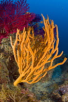 Sponge (Axinella cannabina) Punta Campanella Marine Protected Area, Costa Amalfitana, Italy, Tyrrhenian Sea, Mediterranean.