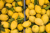 Lemons for sale at market, Penisola Sorrentina, Costa Amalfitana, Italy,
