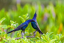 Boat-tailed grackle pair (Quiscalus major) in courtship display. Wakodahatchee Wetlands, Florida, USA, April.