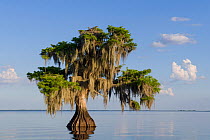 Bald cypress tree (Taxodium distichum) draped with epiphytic Spanish moss (Tillandsia usneoides), with an osprey (Pandion haliaetus) sitting in nest in top of tree. Blue Cypress Lake, Florida, USA. Ap...