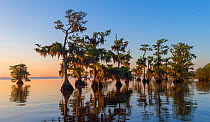 Bald cypress trees (Taxodium distichum) in early morning, and epiphytic Spanish moss (Tillandsia usneoides). Several osprey (Pandion haliaetus) and nests are in the frame. Blue Cypress Lake, Florida,...