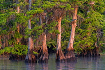 Bald cypress trees (Taxodium distichum) draped with epiphytic Spanish moss (Tillandsia usneoides). Blue Cypress Lake, Florida, USA. April.