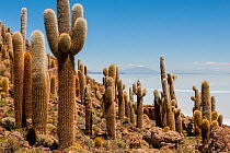 Giant Cordon cacti (Echinopsis atacamensis) on Incahuasi Island in Salar de Uyuni salt flats, Bolivia. March