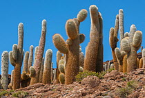 Giant Cordon cacti (Echinopsis atacamensis) on Incahuasi Island in Salar de Uyuni salt flats, Bolivia. March.