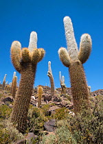 Cordon cacti (Trichocereus pasacana) on Isla Incahuasi (Fish Island), in the midst of the Salar de Uyuni salt flats, Bolivia. March.