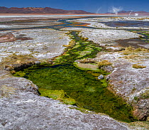Thermal spring drains into Laguna Salada, in the high altiplano, Bolivia. In the distance, whirlwinds of salt dust rise from the shore. March 2014.