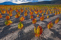 Quinoa field (Chenopodium quinoa), Bolivia. March.