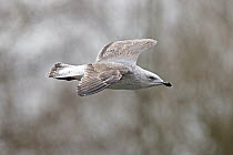 Yellow-legged gull (Larus michahellis) in flight, nile plumage still visible, Norwich, Norfolk, UK. December.