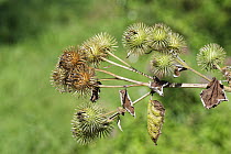 Greater burdock (Arctium lappa) seedheads with spiny burrs maturing in a woodland ride, Catcott Lows NNR, Somerset, UK, September.