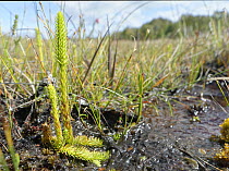 Marsh clubmoss / Northern bog clubmoss (Lycopodiella inundata) growing on boggy heathland, Dorset, UK, August.