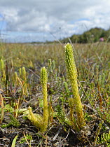 Marsh clubmoss / Northern bog clubmoss (Lycopodiella inundata) growing on boggy heathland, Dorset, UK, August.
