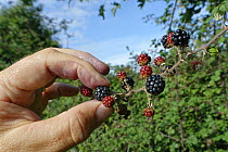 Blackberry (Rubus fruticosus) ripe fruit being picked from a bush in a hedgerow, Wiltshire, UK, September. Model released.