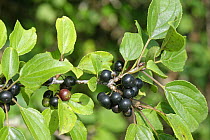 Common / Purging buckthorn (Rhamnus cathartica) berry clusters ripening in a roadside hedgerow, Wiltshire, UK, September.