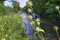 Small teasel (Dipsacus pilosus) flowers and seedheads of this scarce plant in the UK, with a barge, a cyclist and walkers in the background, Kennet and Avon Canal, Limpley Stoke, Wiltshire, UK, August...
