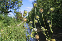 Small teasel (Dipsacus pilosus) flowers and seedheads of this scarce plant in the UK by the Kennet and Avon Canal, Limpley Stoke, Wiltshire, UK, August.