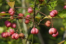 Spindle tree (Euonymus europaeus) berries, Wiltshire hedgerow, UK, September.