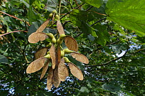 Sycamore (Acer pseudoplatanes) winged seeds maturing, Wiltshire, UK, September.
