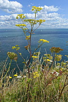 Wild Parsnip (Pastinaca sativa) with yellow flowers and Wild carrot (Daucus carota) with white flowers growing on chalk cliff top grassland, Studland, Dorset, UK, August.