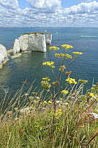 Wild Parsnip (Pastinaca sativa) with yellow flowers and Wild carrot (Daucus carota) with white flowers growing on chalk cliff top grassland, Old Harry's Rocks, Studland, Dorset, UK, August.