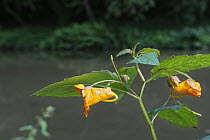 Orange balsam / Common jewelweed (Impatiens capensis) a North American plant naturalised in the UK, flowering by the Kennet and Avon Canal, Limpley Stoke, Wiltshire, UK, August.