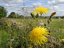 Perennial sow-thistle (Sonchus arvensis) clump flowering on a field margin, Wiltshire, UK, September.