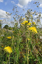 Perennial sow-thistle (Sonchus arvensis) clump flowering on a field margin, Wiltshire, UK, September.