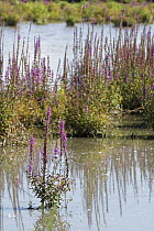 Purple loosestrife (Lythrum salicaria) clump flowering in a flooded water meadow, Gloucestershire, UK, September.