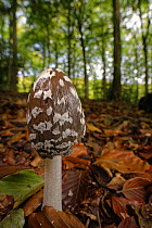 Magpie inkcap (Coprinopsis / Coprinus picacea) among leaf litter in dense beech woodland, Buckholt Wood NNR, Gloucestershire, UK, October.