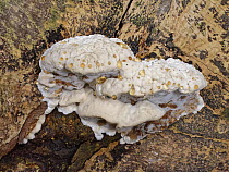 Oak bracket fungus / Weeping polypore (Inonotus dryadeus) growing on an oak stump in deciduous woodland with a brown exudate gathering in drips, Castle Combe, Wiltshire, UK, November.