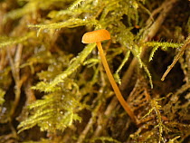 Orange bonnet (Mycena acicula) mushroom growing from a mossy log, Buckholt Wood NNR, Gloucestershire, UK, October.