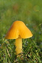 Parrot waxcap (Hygrocybe psittacina) growing on a golf course, Box, Wiltshire, UK, November.