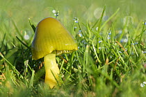 Parrot waxcap (Hygrocybe psittacina) growing on a golf course, Box, Wiltshire, UK, November.